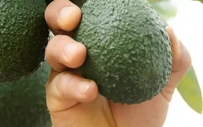 How to choose the best avocado on the market