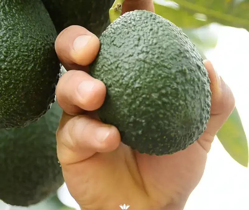 How to choose the best avocado on the market
