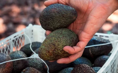Comienza la temporada del Aguacate Hass en España
